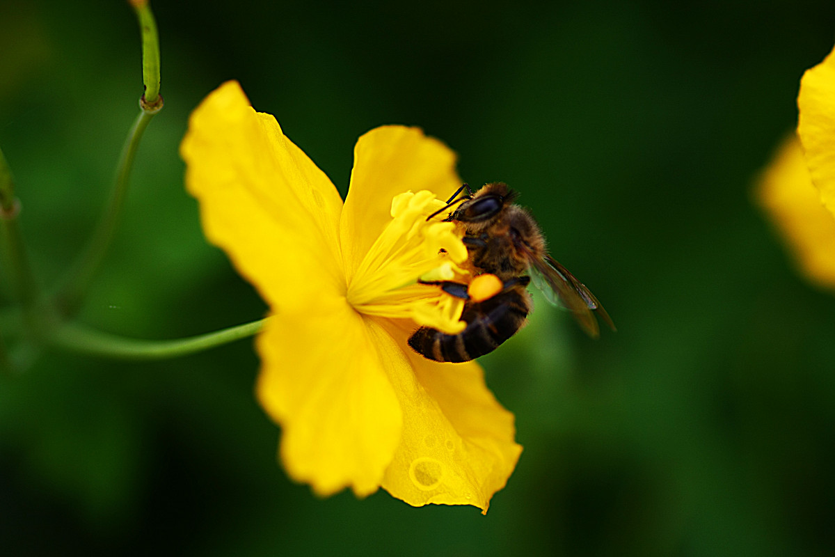 пчелка в работе - Светлана 