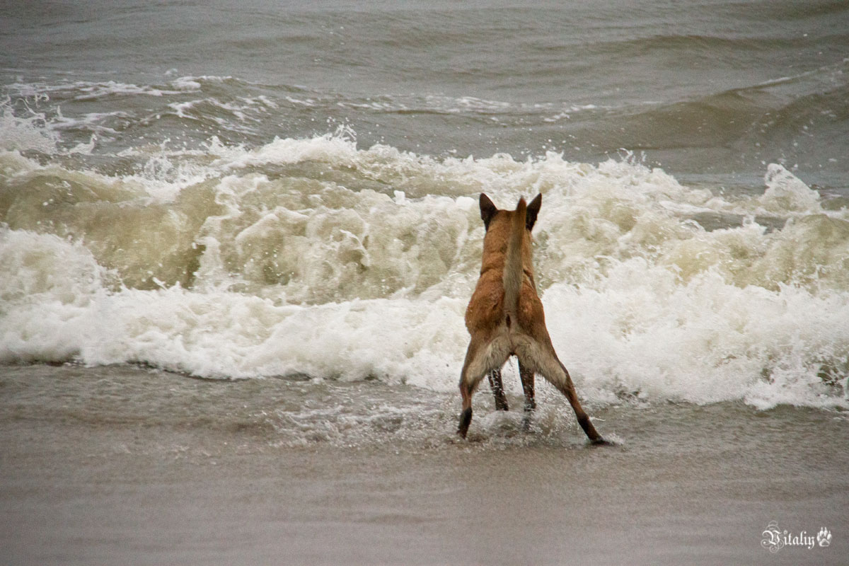 Морская собака - Виталий Латышонок