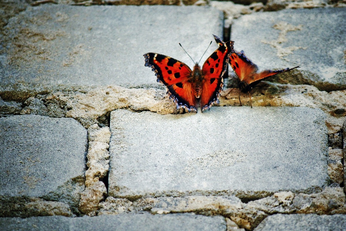 Бабочки - Svetlana Sneg
