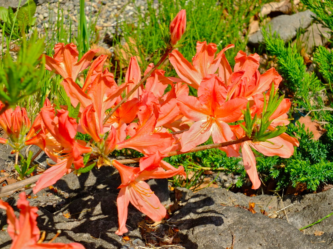 Рододендрон японский - Нина Ковзель