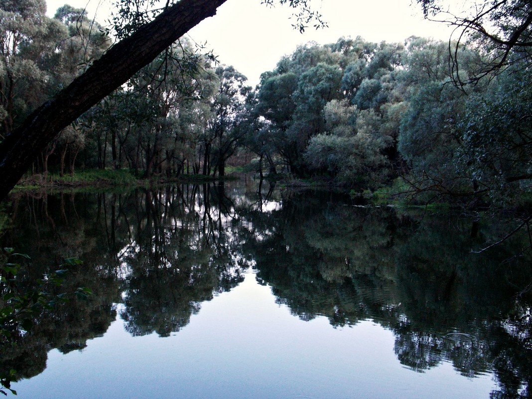 Озерцо в лесу - Alla Kachuro