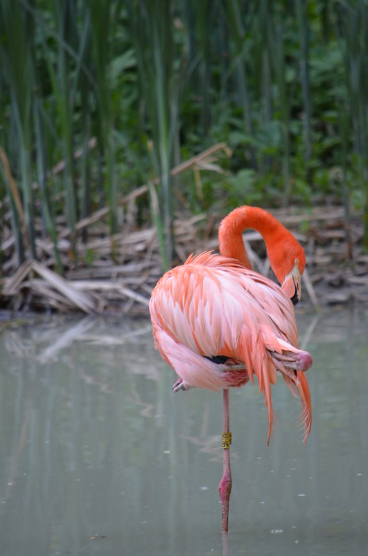 Фламинго - Pelagey 