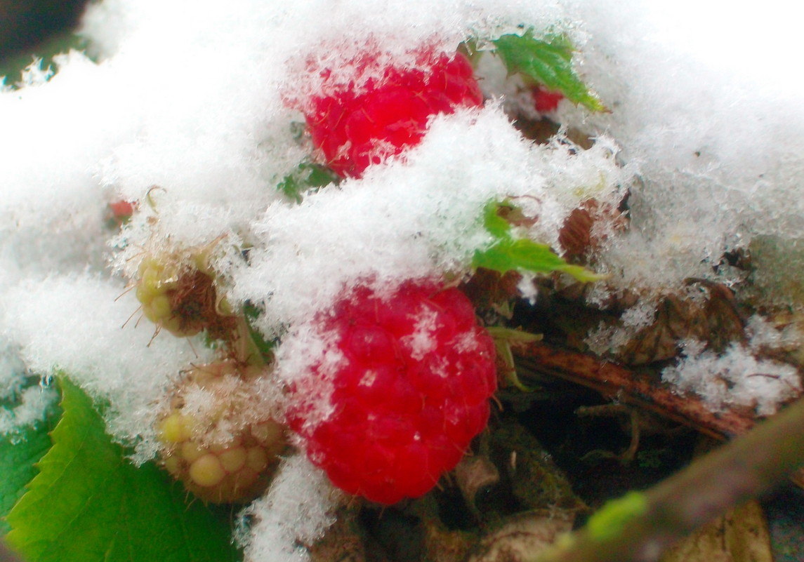 зимняя ягода - Яна Панасюк