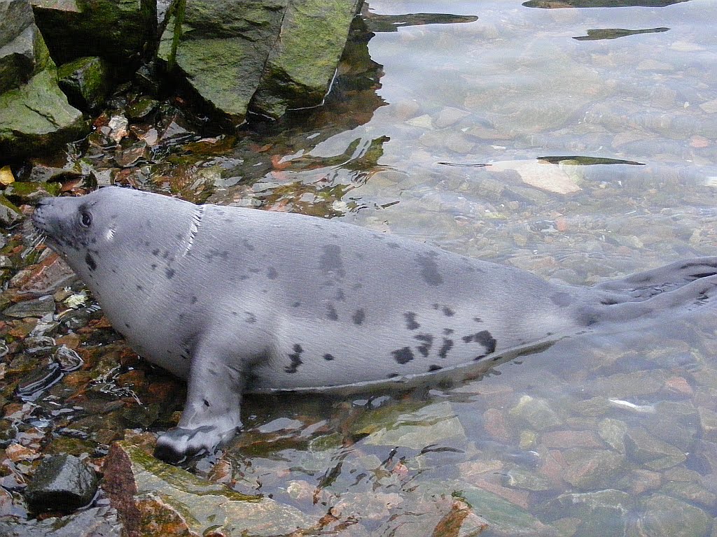 Серки - молодые гренландские тюлени - Ал Дэ