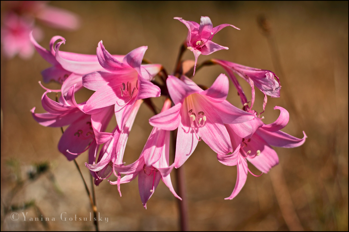 Wildflowers - Yanina Gotsulsky