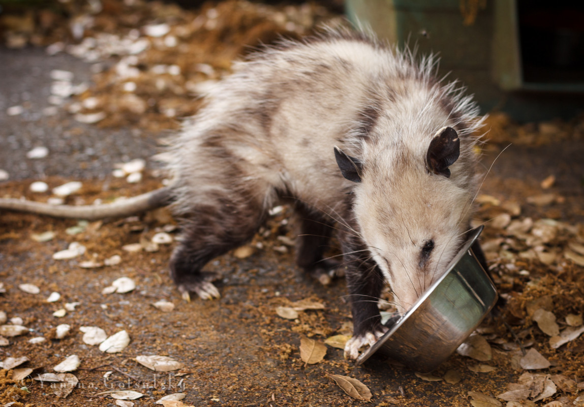 The visiting opossum - Yanina Gotsulsky