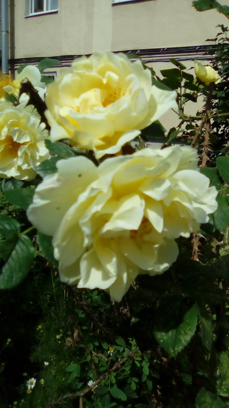 Желтые розы во дворе дома распустились! - Светлана Калмыкова