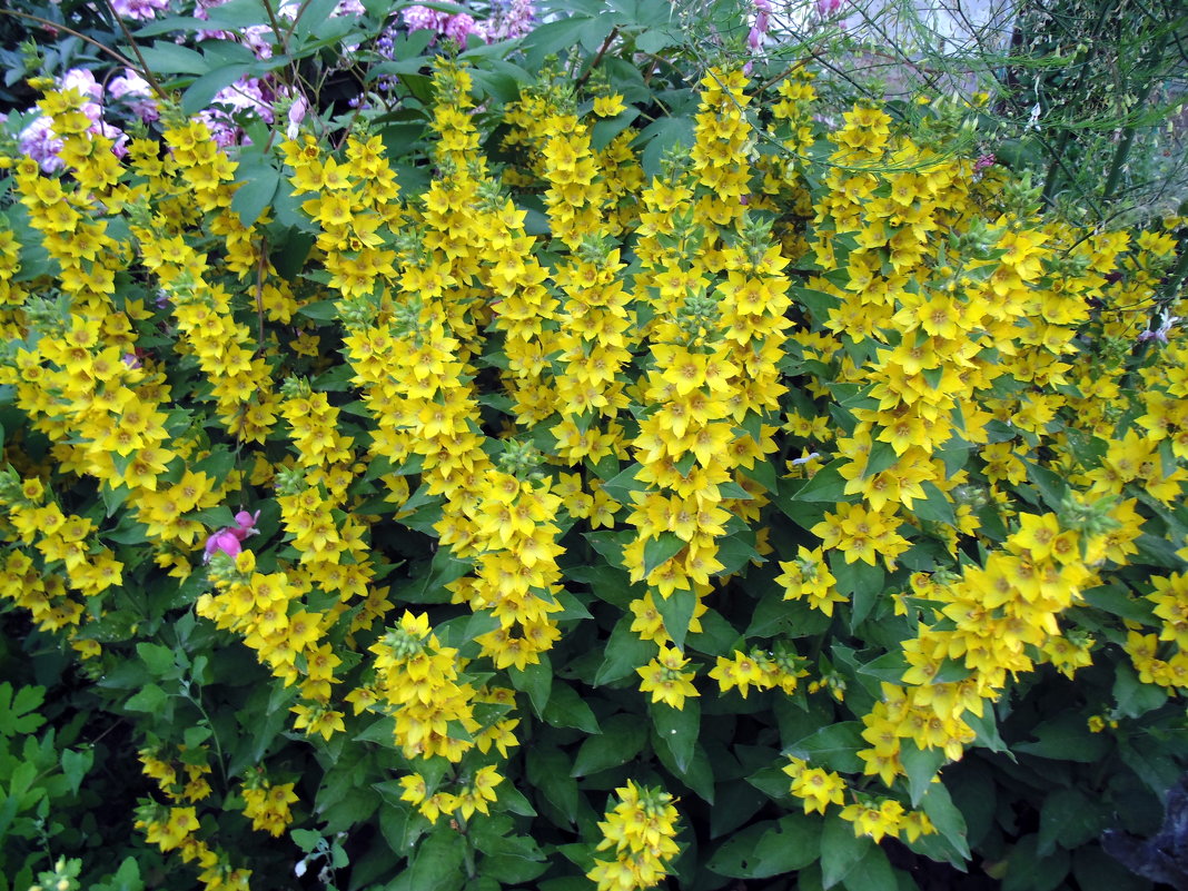 Цветы Желтые Вербейник