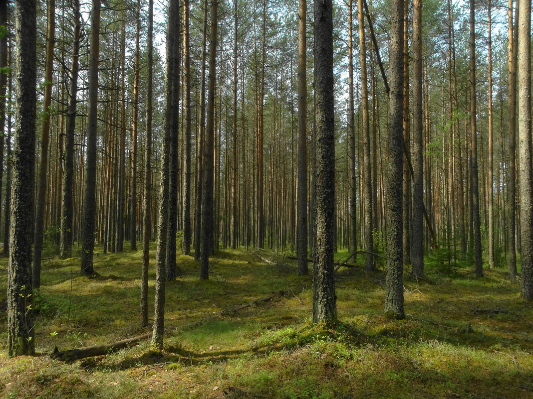 сосновый лес - Михаил Жуковский