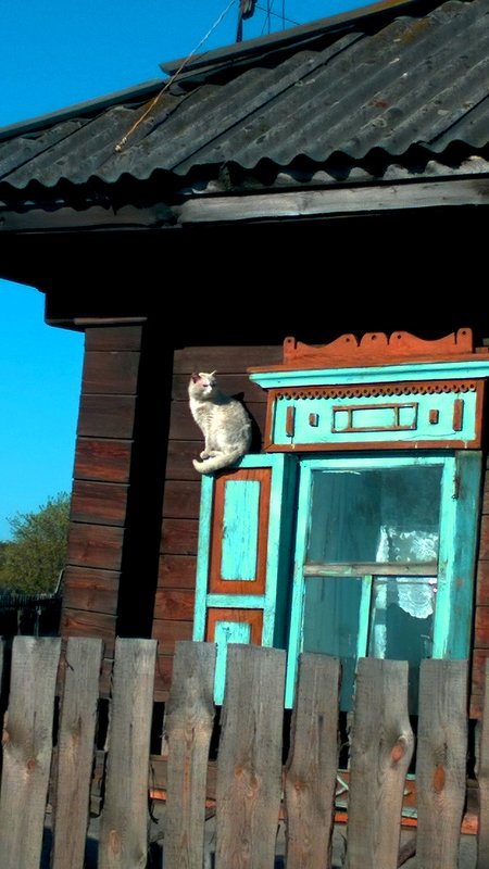 Первый кот на деревне - димитрос 