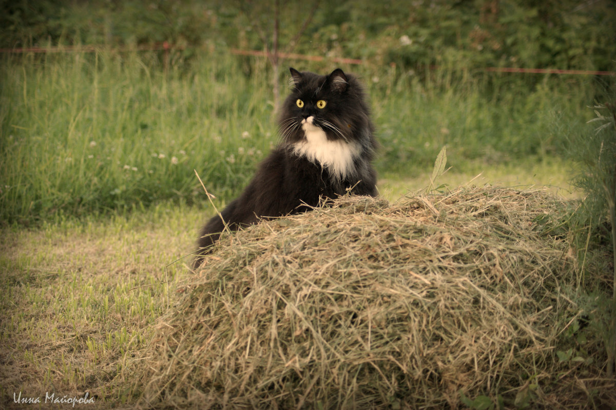 Корову купим, молоко продавать будем.... - Инна *