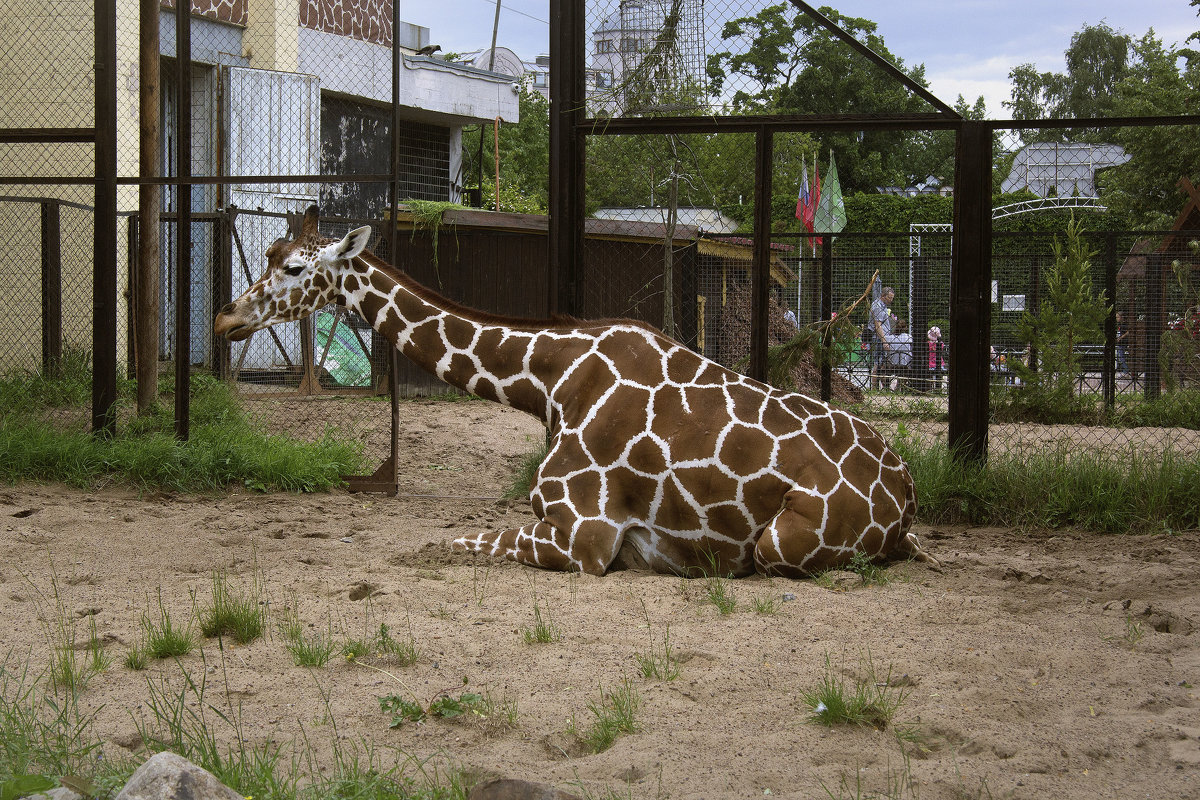 Отдыхающий жираф - Aнна Зарубина