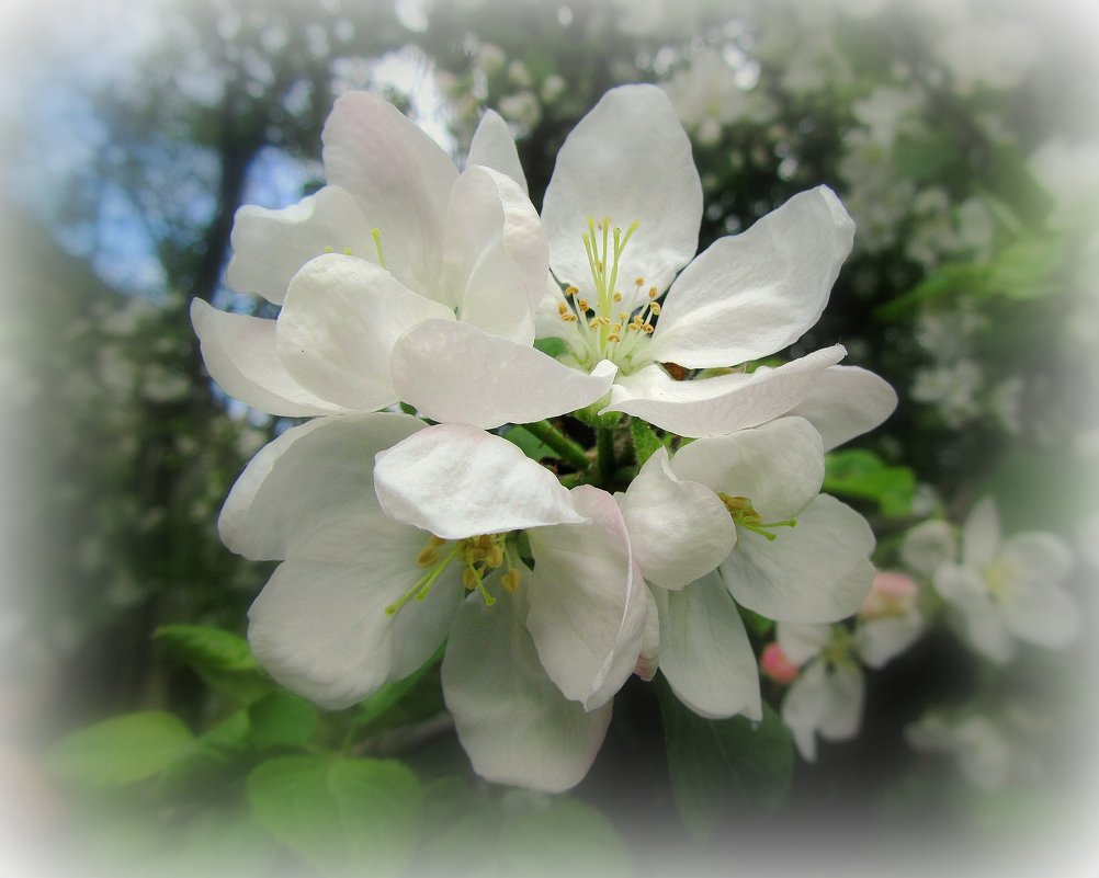 Яблоневый цветок - Сергей Карачин