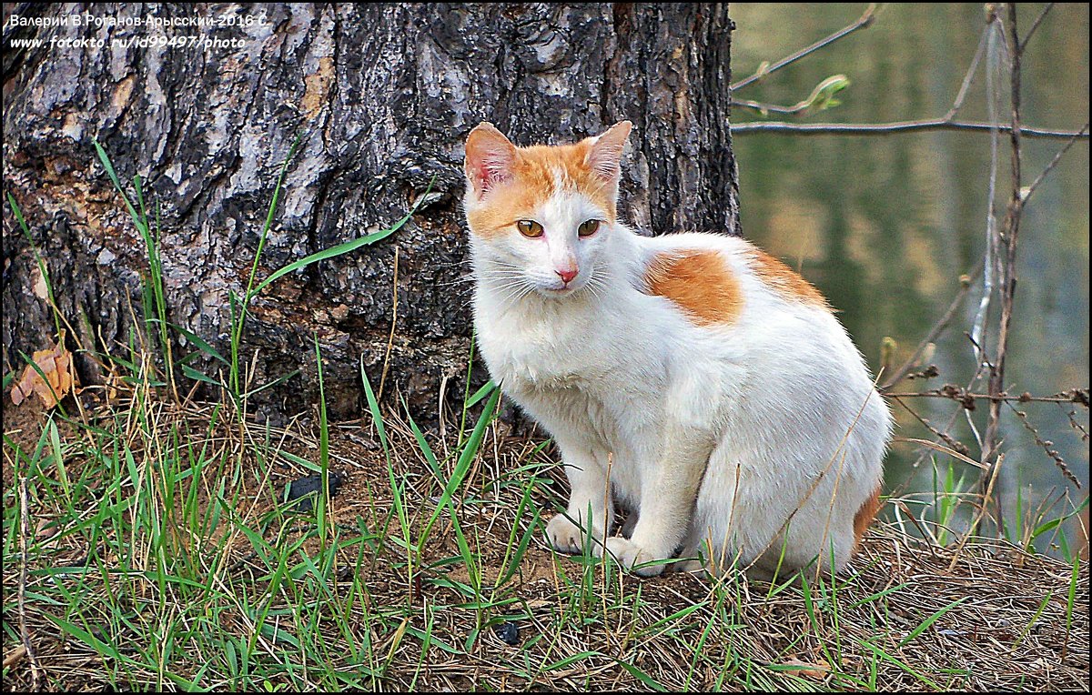 КОШЕЧКА - Валерий Викторович РОГАНОВ-АРЫССКИЙ