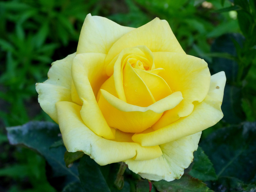 Жёлтая роза... - Тамара (st.tamara)