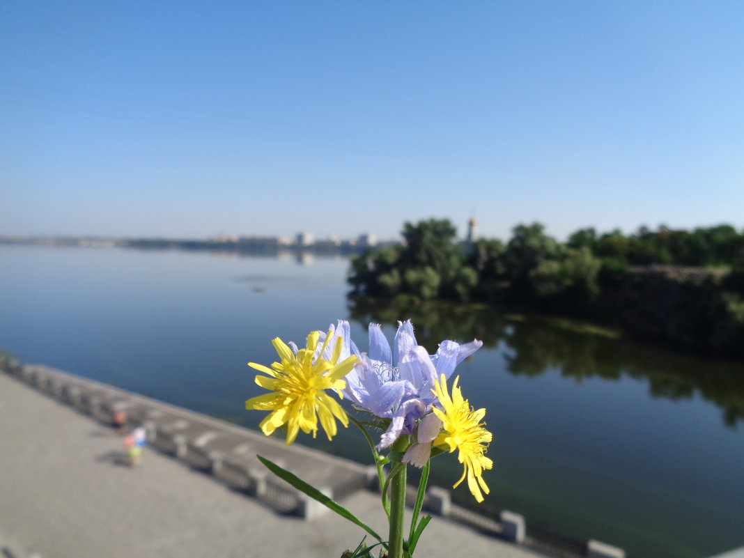 Днепровский  натюрморт - Алекс Аро Аро