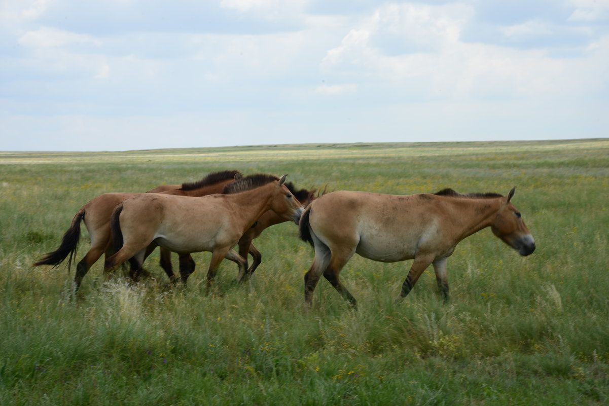 Лошадь Пржевальского - redfox 