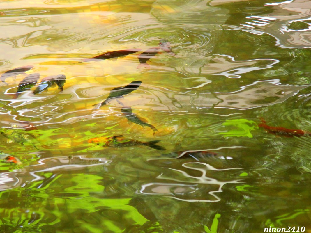 Рыбки в открытом бассейне - Нина Бутко