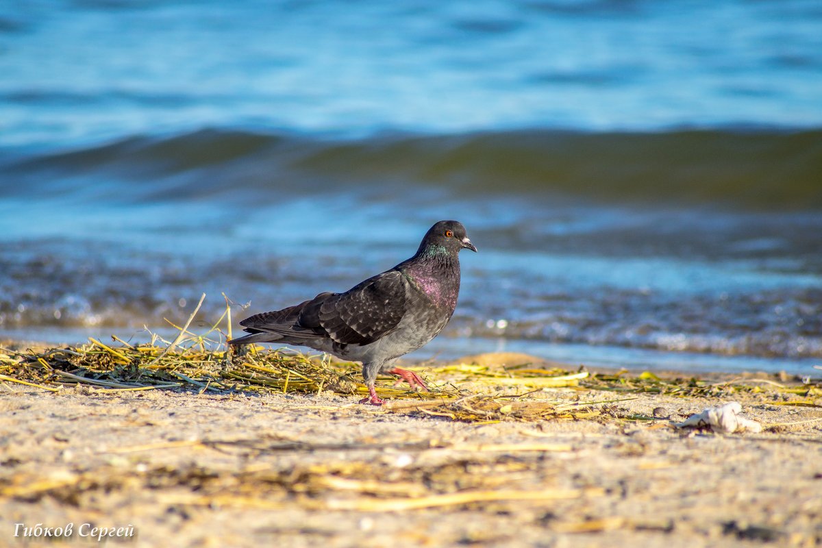 Птица "мира" на пляжу - Сергей Гибков