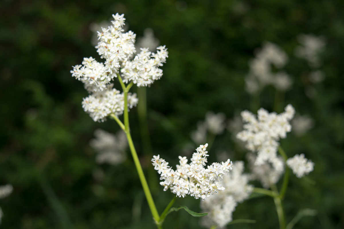 Белые цветы - Надежда Преминина