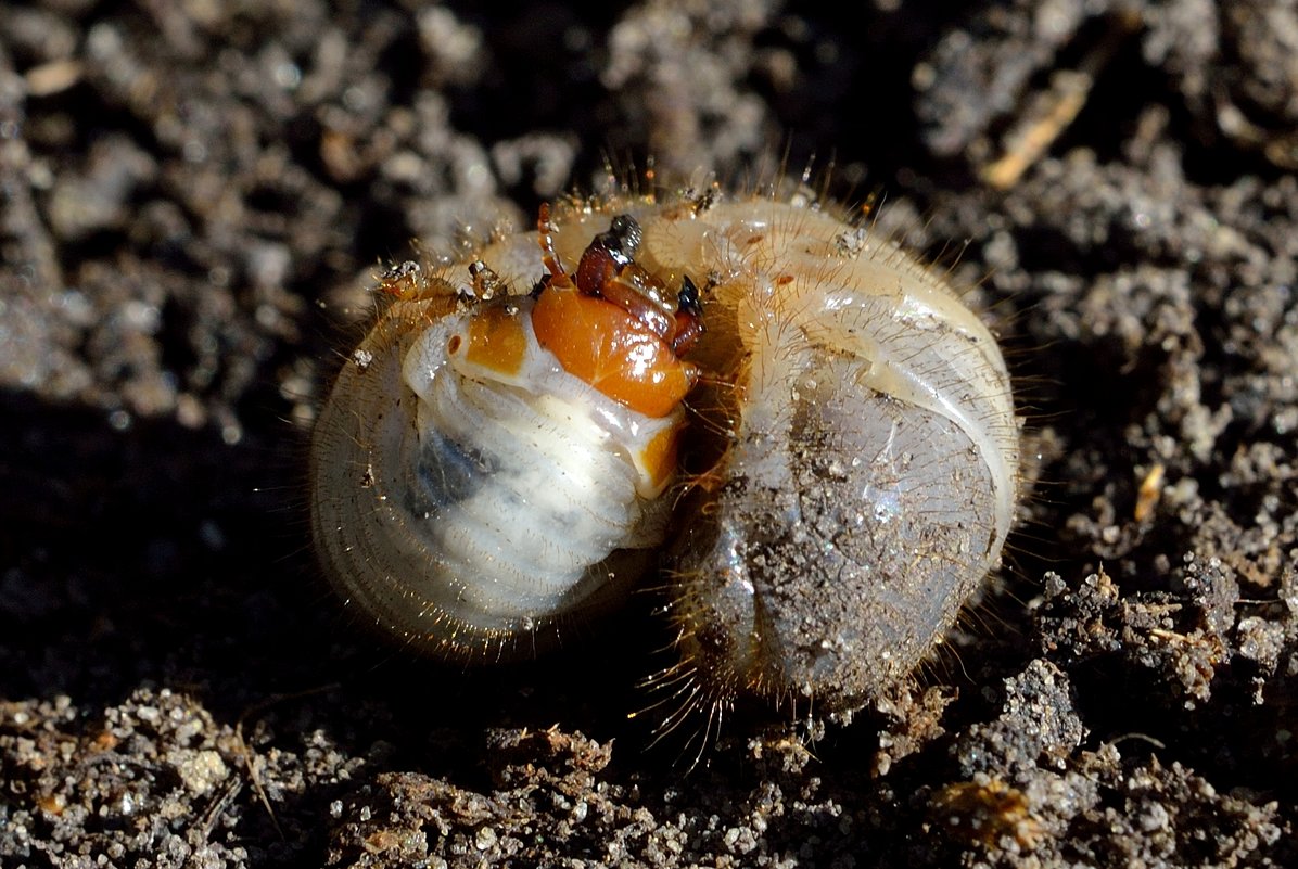 Личинка майского жука - Анастасия Мойсук