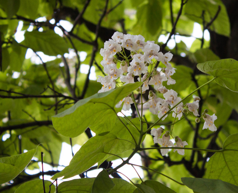 Цветы дереве Изображения – скачать бесплатно на Freepik