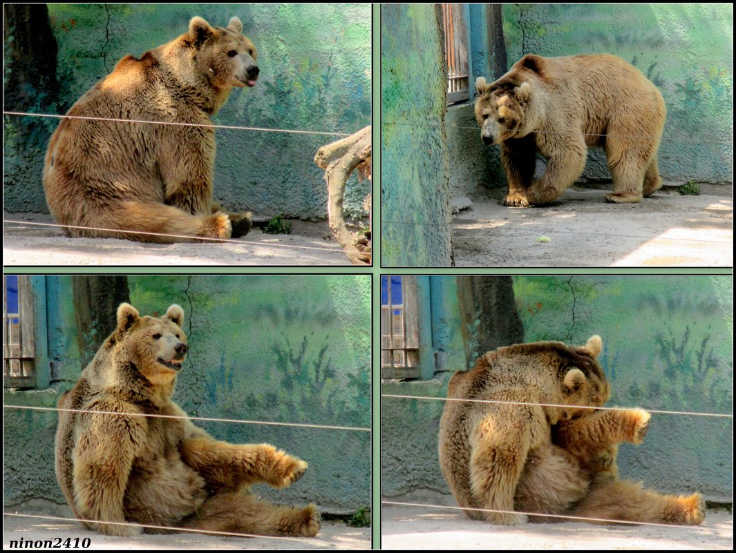 Лето в ростовском зоопарке - Нина Бутко
