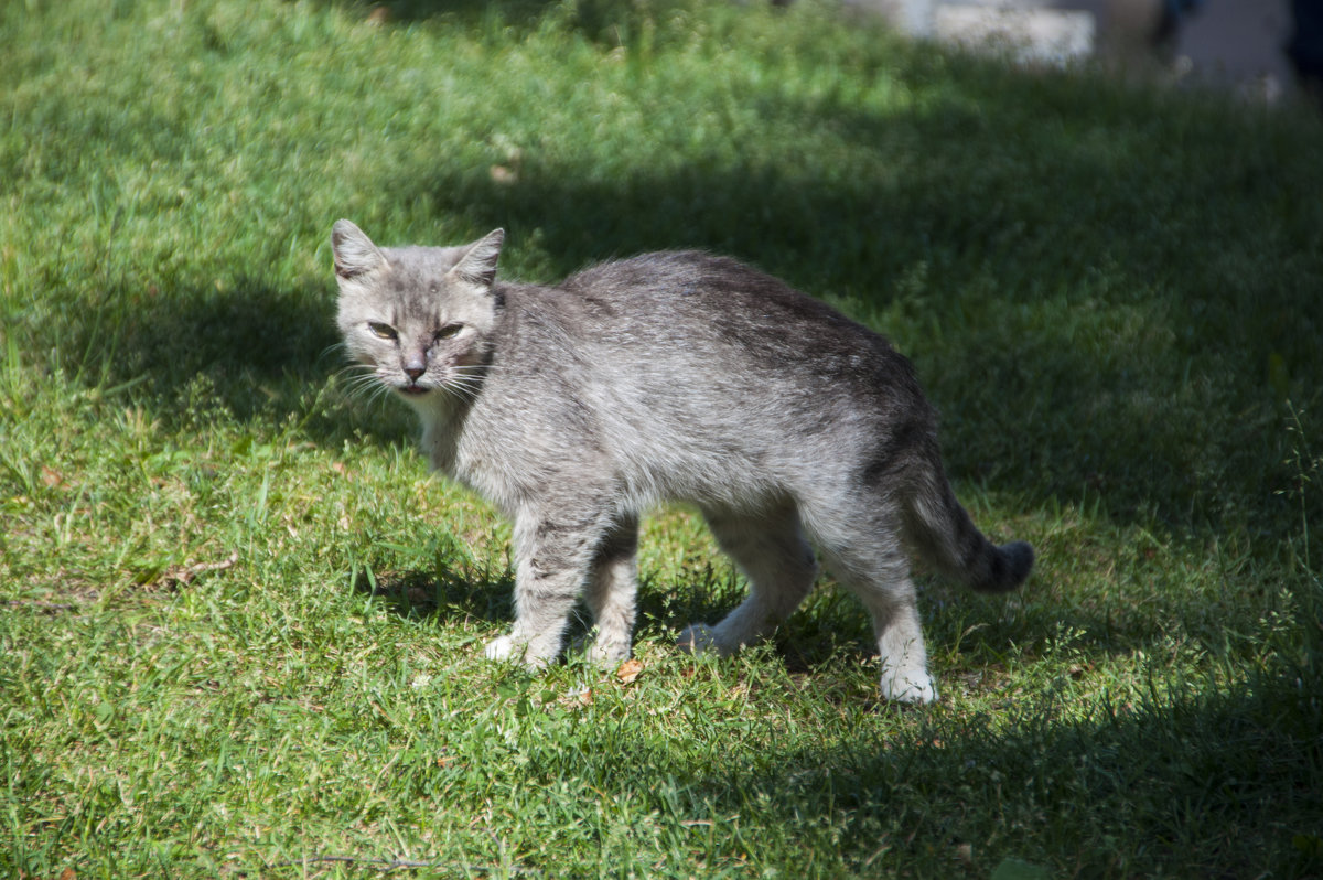 Монастырская кошка - marmorozov Морозова