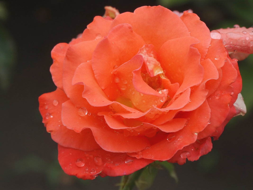 Роза аллая в капельках дождя... - Тамара (st.tamara)