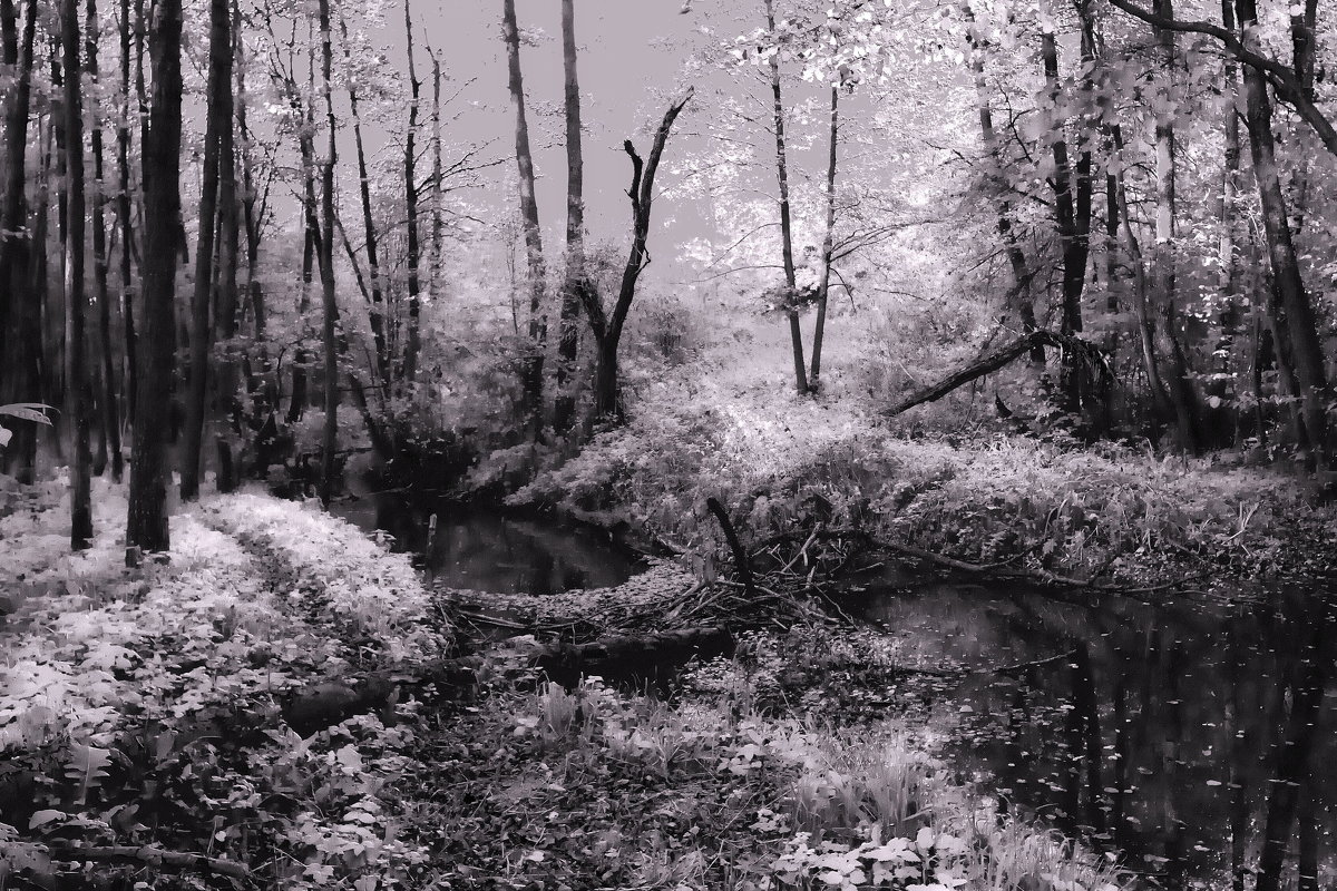 ...forest - Александр Липецкий