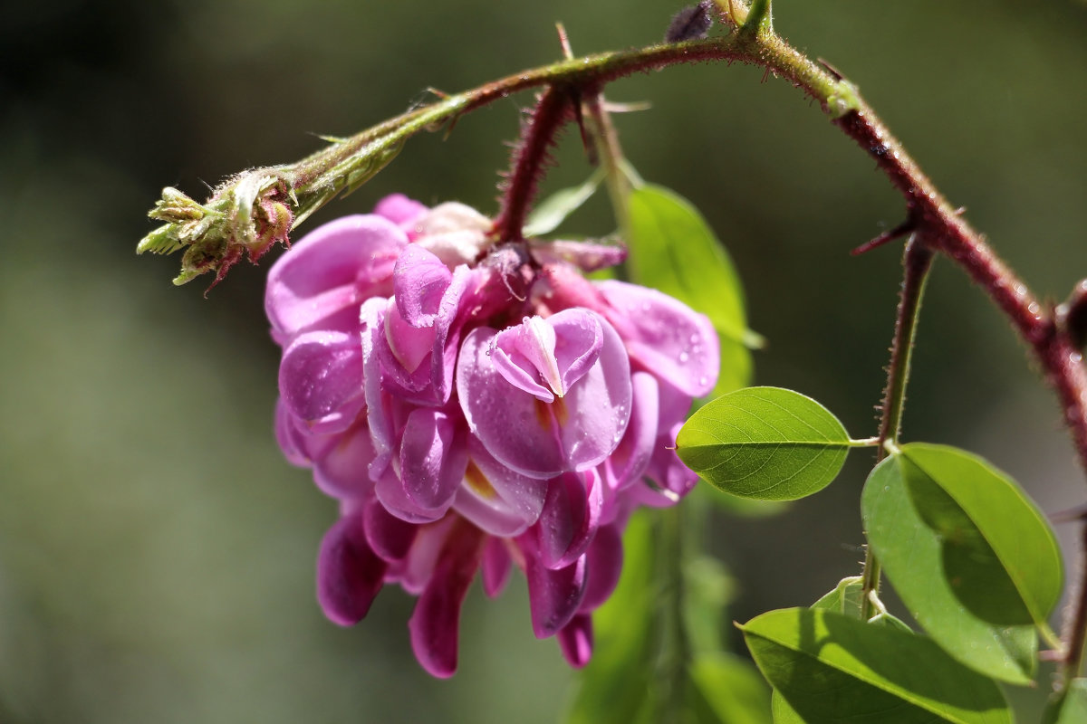 Robinia hispida ? Нет!  Robinia viscosa Vent ! - Dr. Olver  ( ОлегЪ )