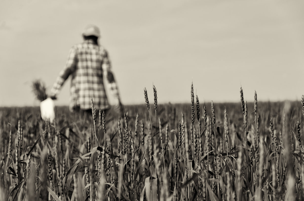 пшеничное поле - Сергей Резниченко