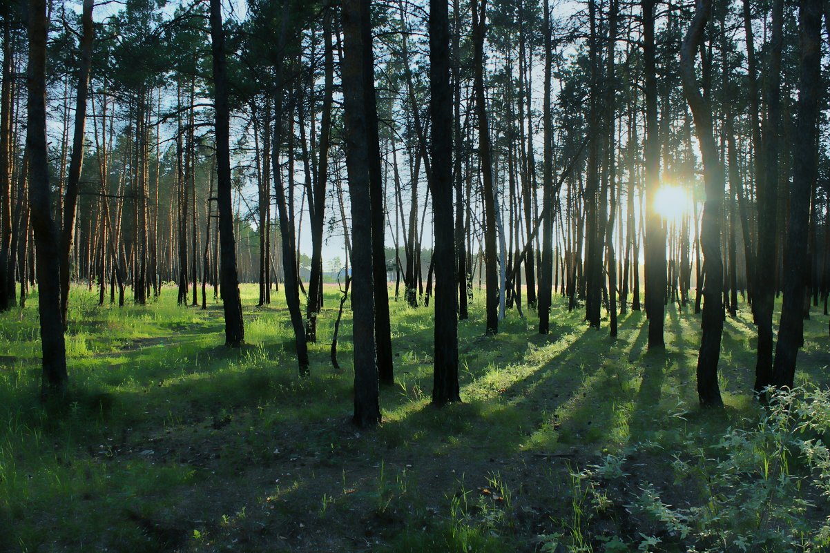 На закате. Акварель - Марина Влади-на