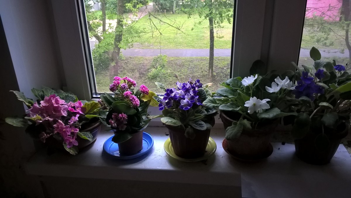 Мои цветы в доме - Елена Семигина