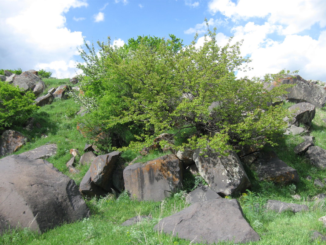 Сад на камнях - Volodya Grigoryan