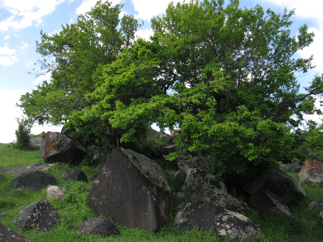 Сад на камнях - Volodya Grigoryan