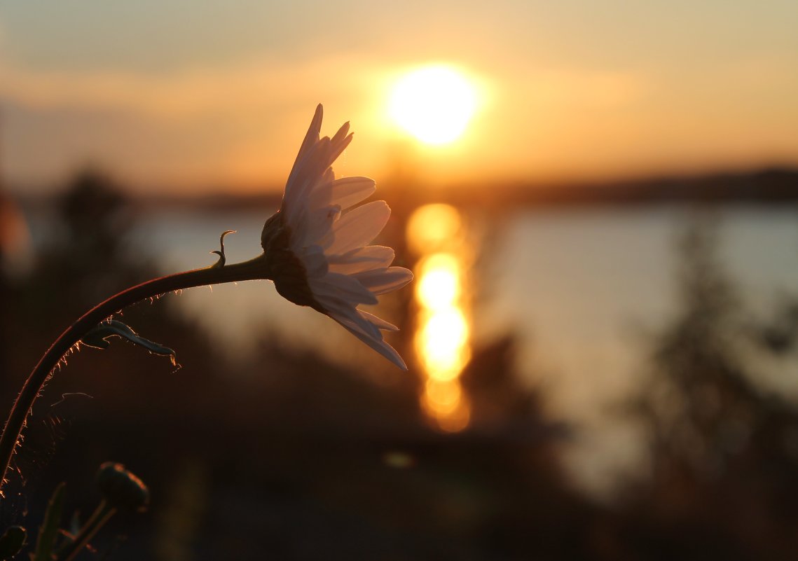 Закат на Онежском озере - Avada Kedavra! 