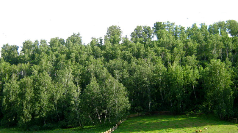 Сибирские березки - Любовь Иванова