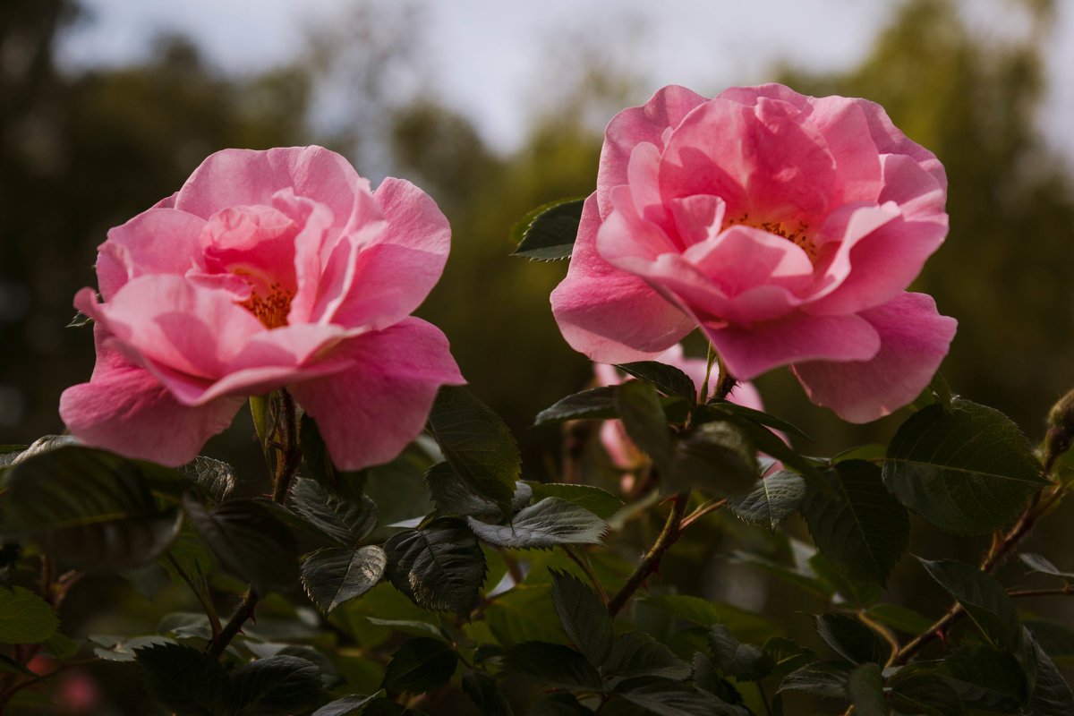 « Прекрасна роза розовая , райская –     светящаяся , пышная и майская …» - Андрей Нибылица