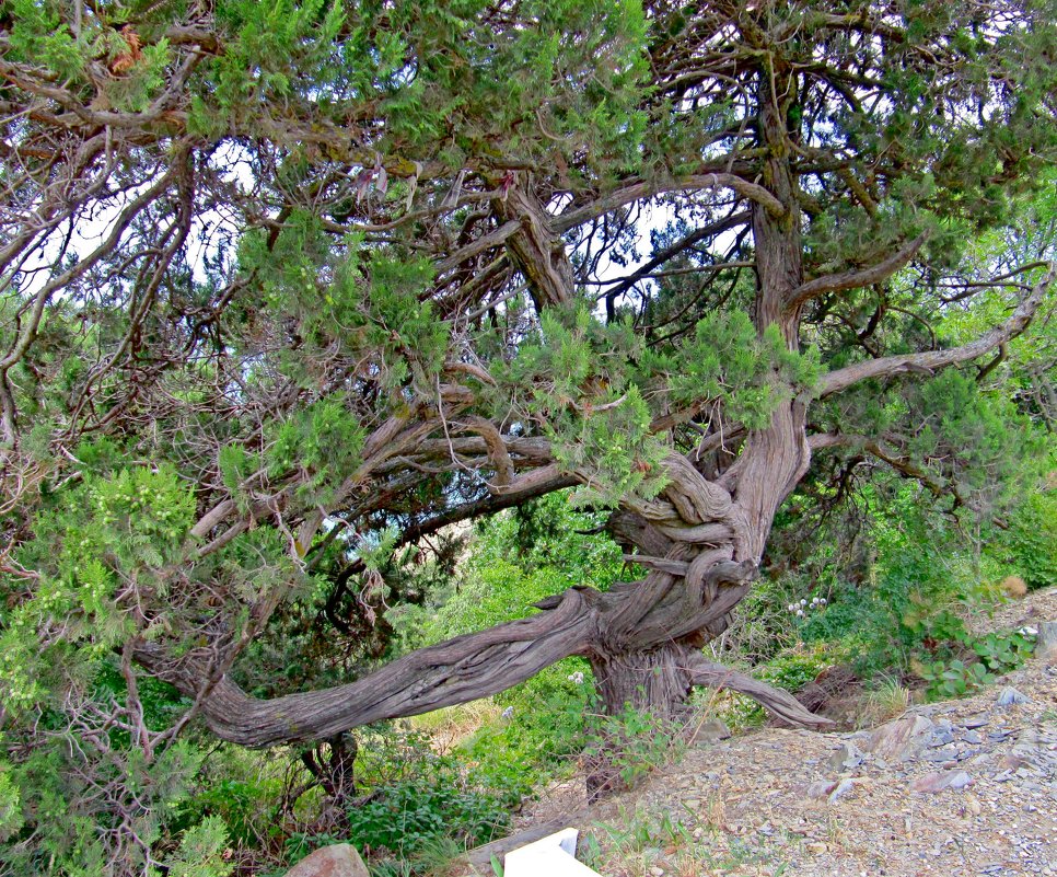 Ствол реликтового дерева - Вера Щукина