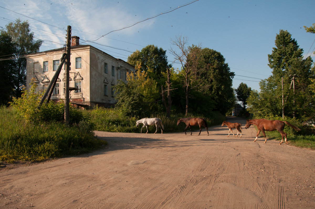 Лошади в Знаменке (Смоленская область) - Alexander Petrukhin 