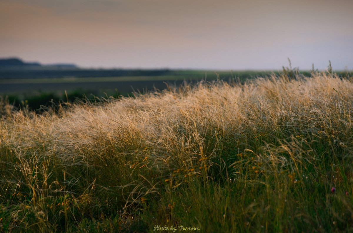 Ковы́ль/Stipa﻿ - Ivan teamen