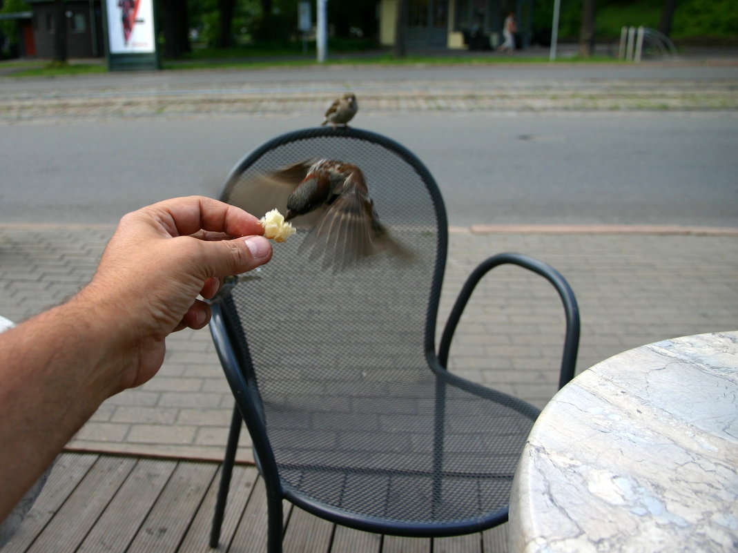 Колибри колибри... есть очень хочется - Oleg Mechetin
