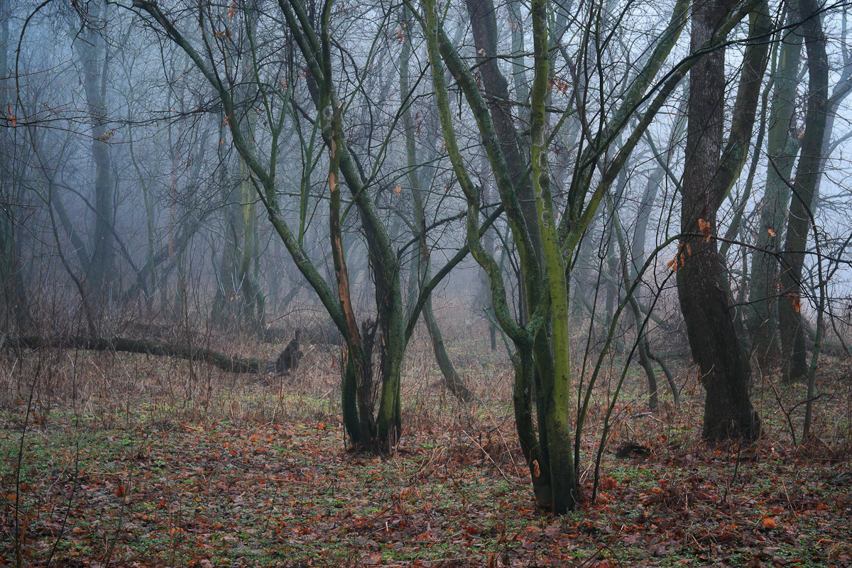 foggy forest - Roman 