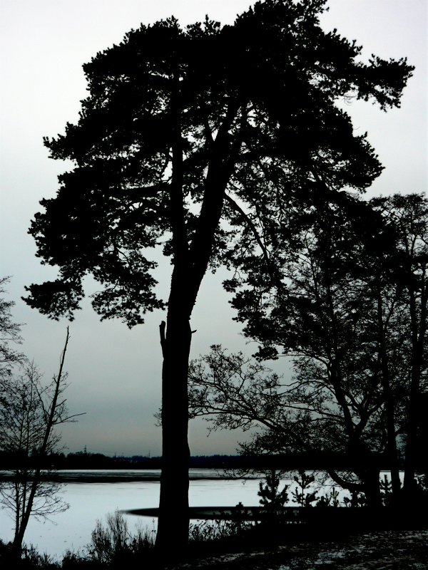Сосна на берегу озера - Вера Щукина