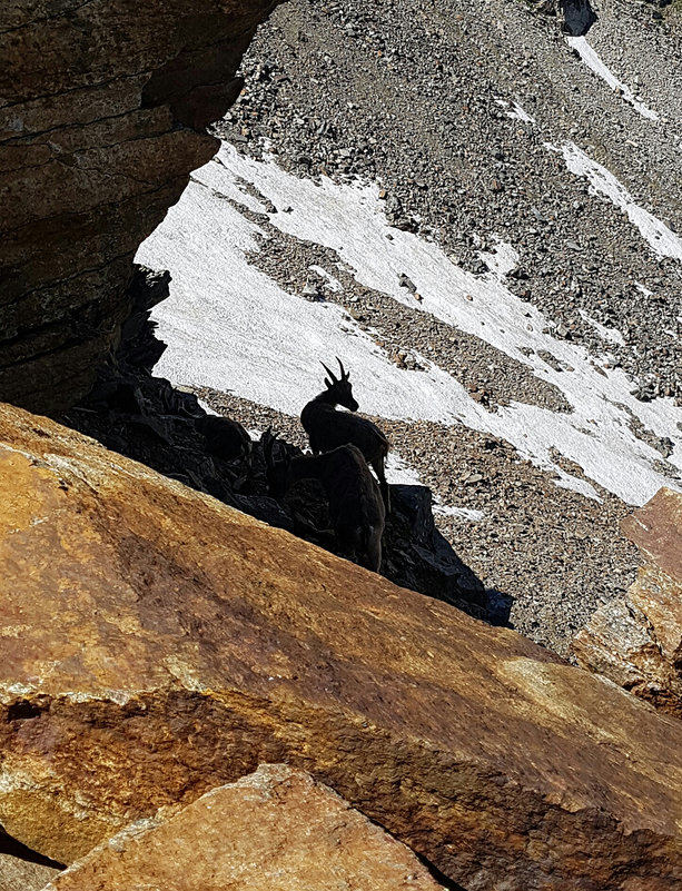 Альпийский козел - сергей адольфович 
