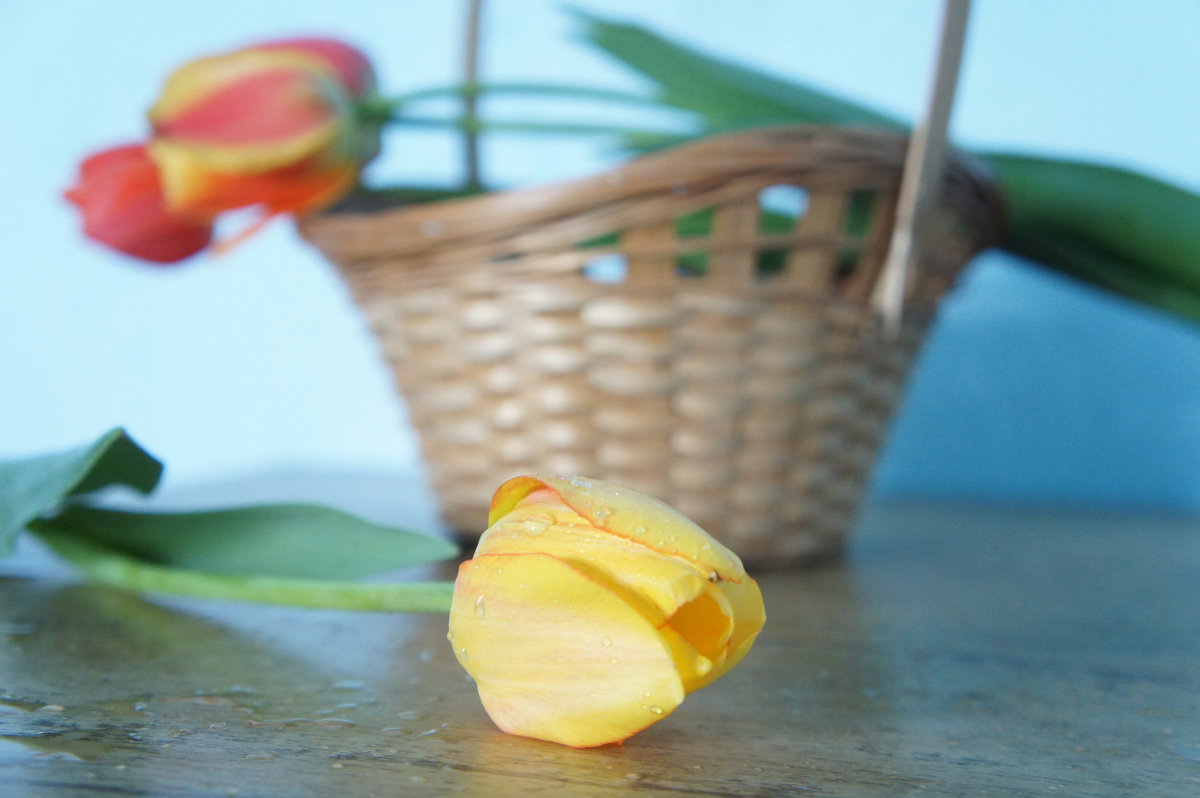 Жёлтый тюльпан - Арина 
