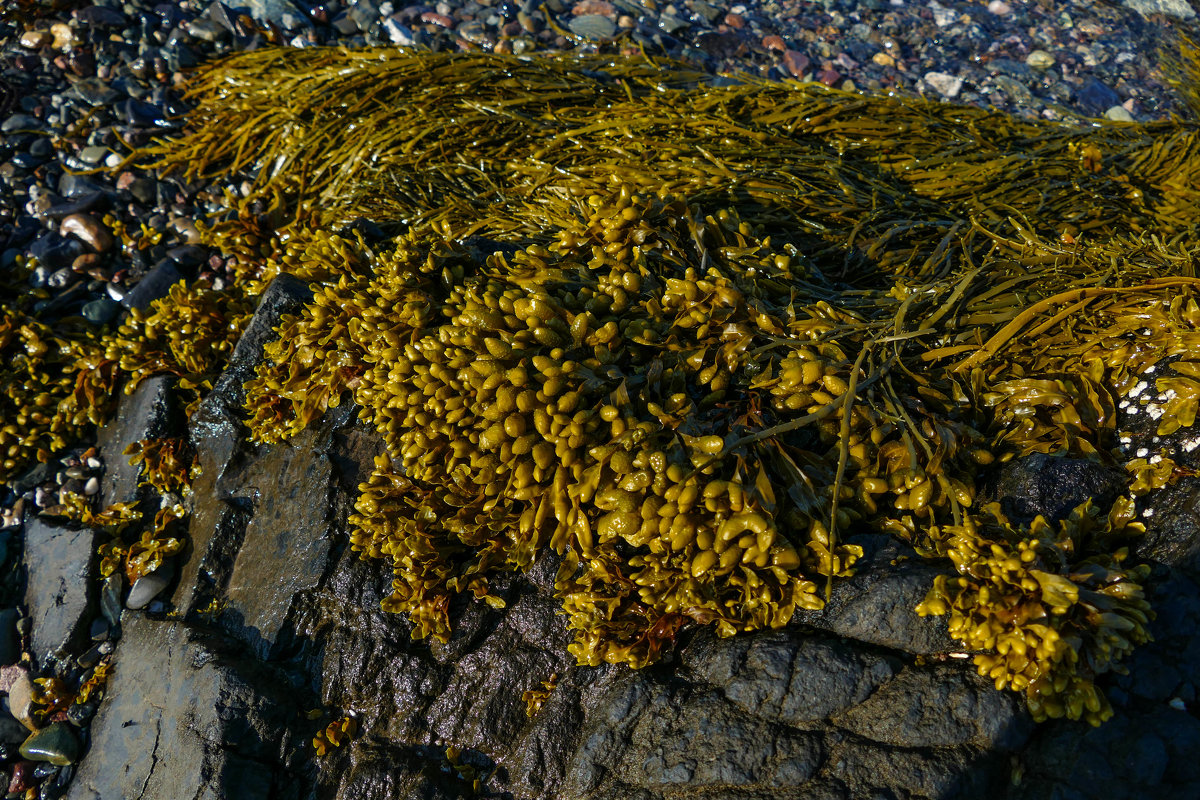 Морские водоросли во время отлива (залив Fundy, New Brunswick, Canada) - Юрий Поляков