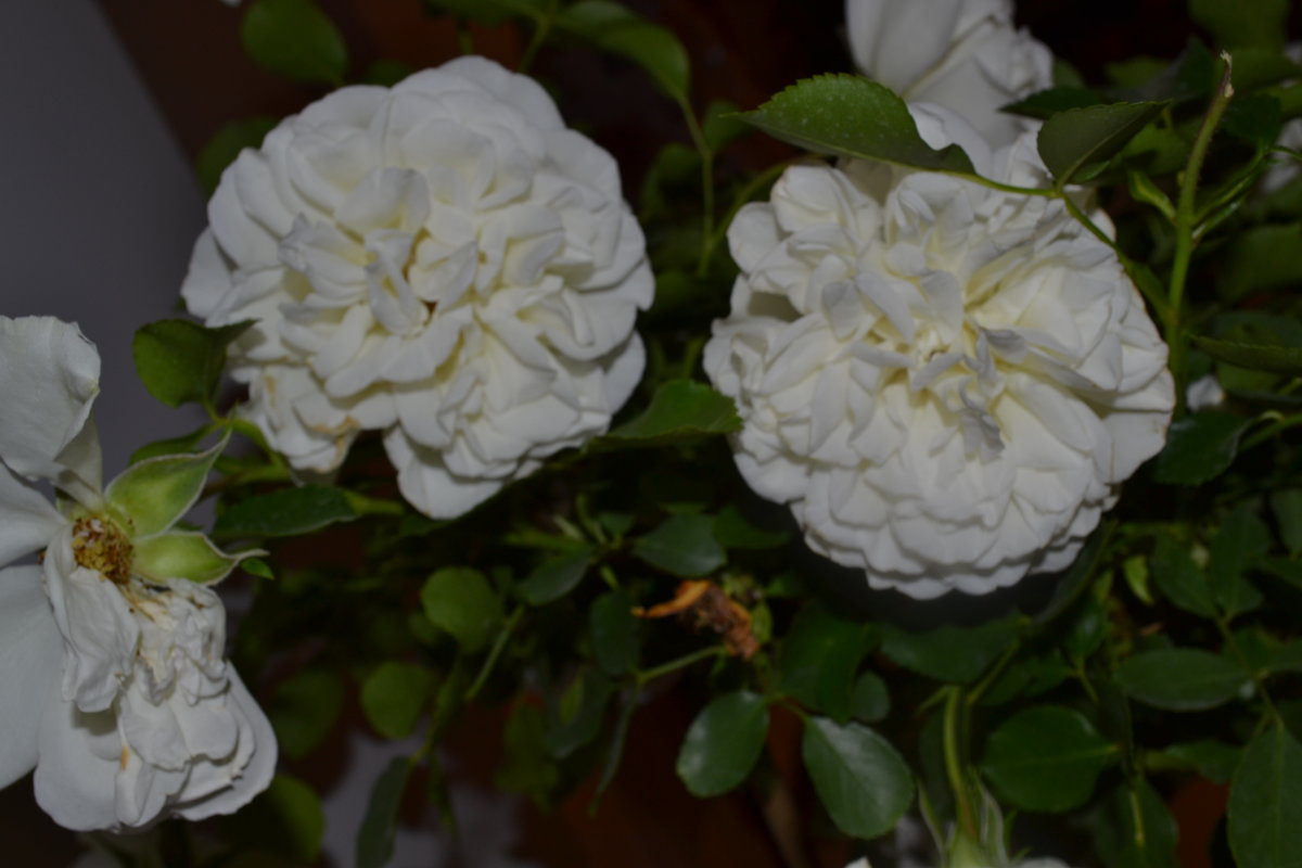 Белые розы. - zoja 