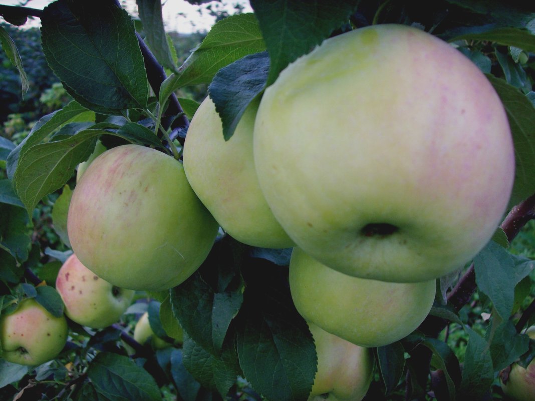 Яблоки сорта Фермер - Надежда Климова